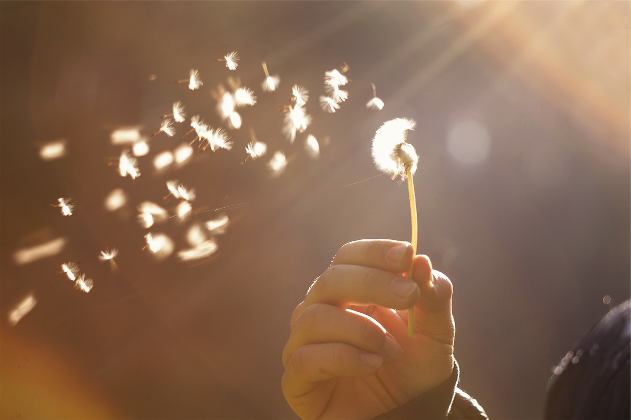 Dandelion seeds floating carefree on the breeze