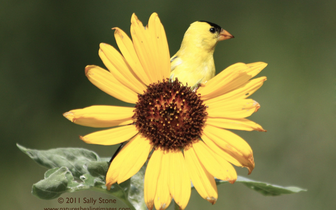 Goldfinch-Synchronicity