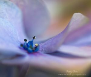 Hydrangea-macro