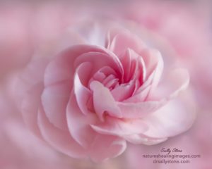 Pink-Carnation-macro