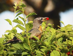 American Robin with berry