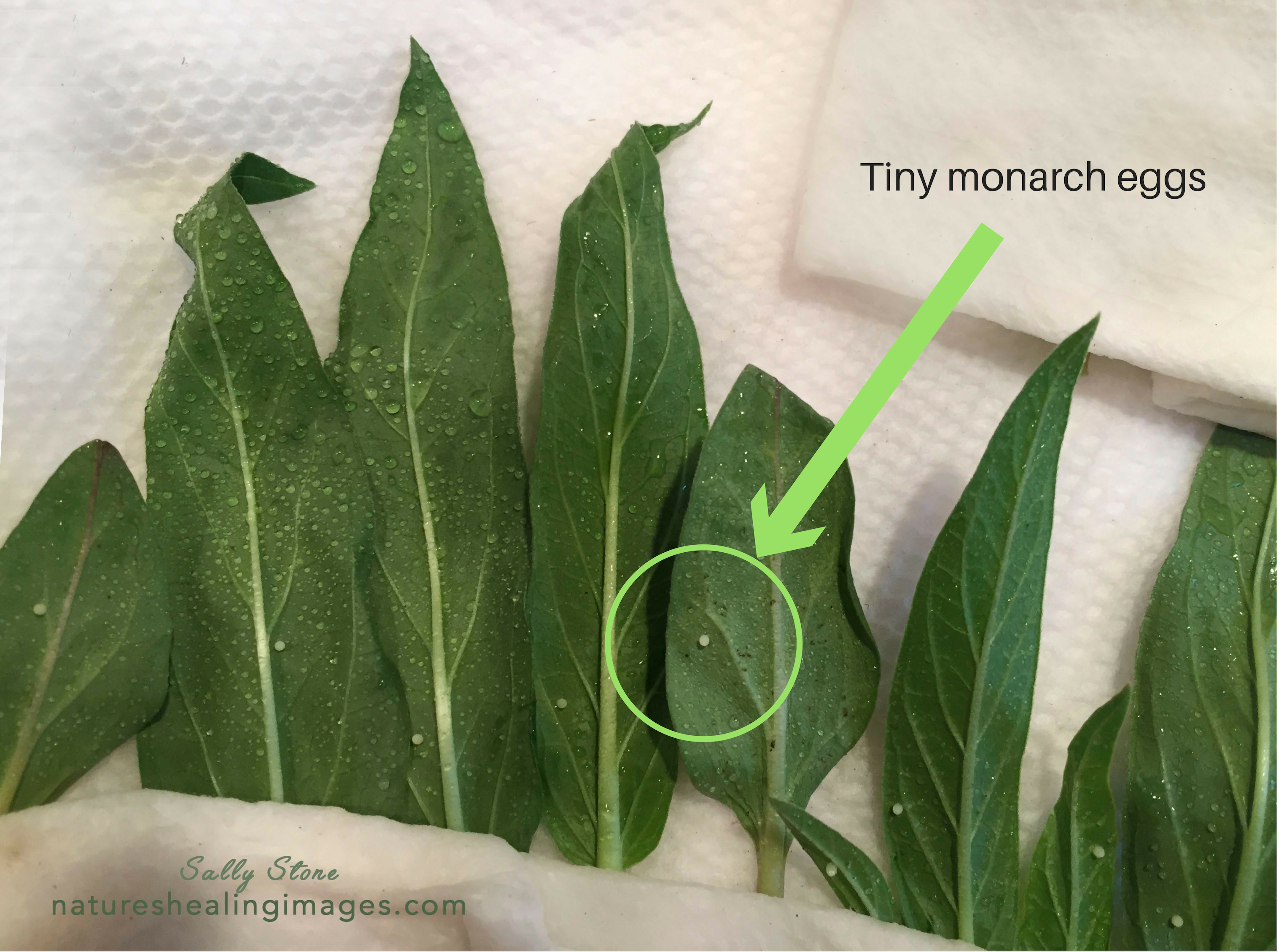 Nine Monarch Eggs on Milkweed Leaves
