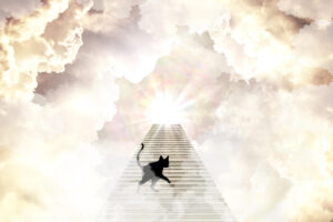 gifts of death awareness - heaven with cat