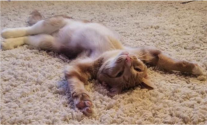 yoga cat - relaxed - restorative yoga